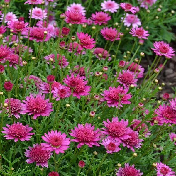 Semillas rosas de Argyranthemum, variedad tradicional, para sembrar – variedad resistente – variedad tradicional y semillas no modificadas genéticamente para jardín doméstico