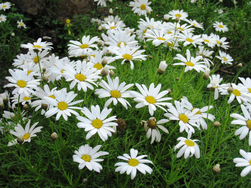 Gelb weiß argyranthemum blume samen for anpflanzung - pollinator friendly, heirloom & gmo free samen for home garten
 
 sale samen for home garten