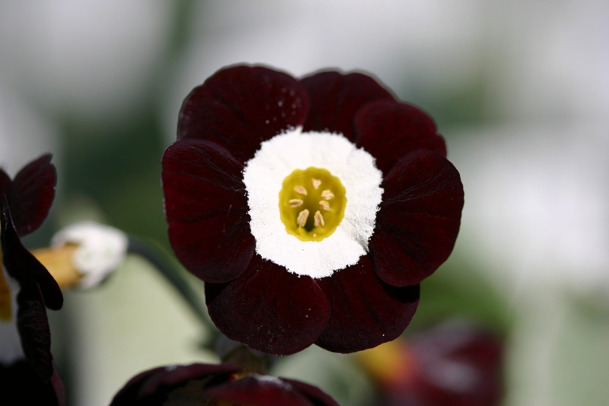 Primula auricula schwarz blume samen - anpflanzung 