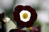 Primula auricula schwarz blume samen - anpflanzung 