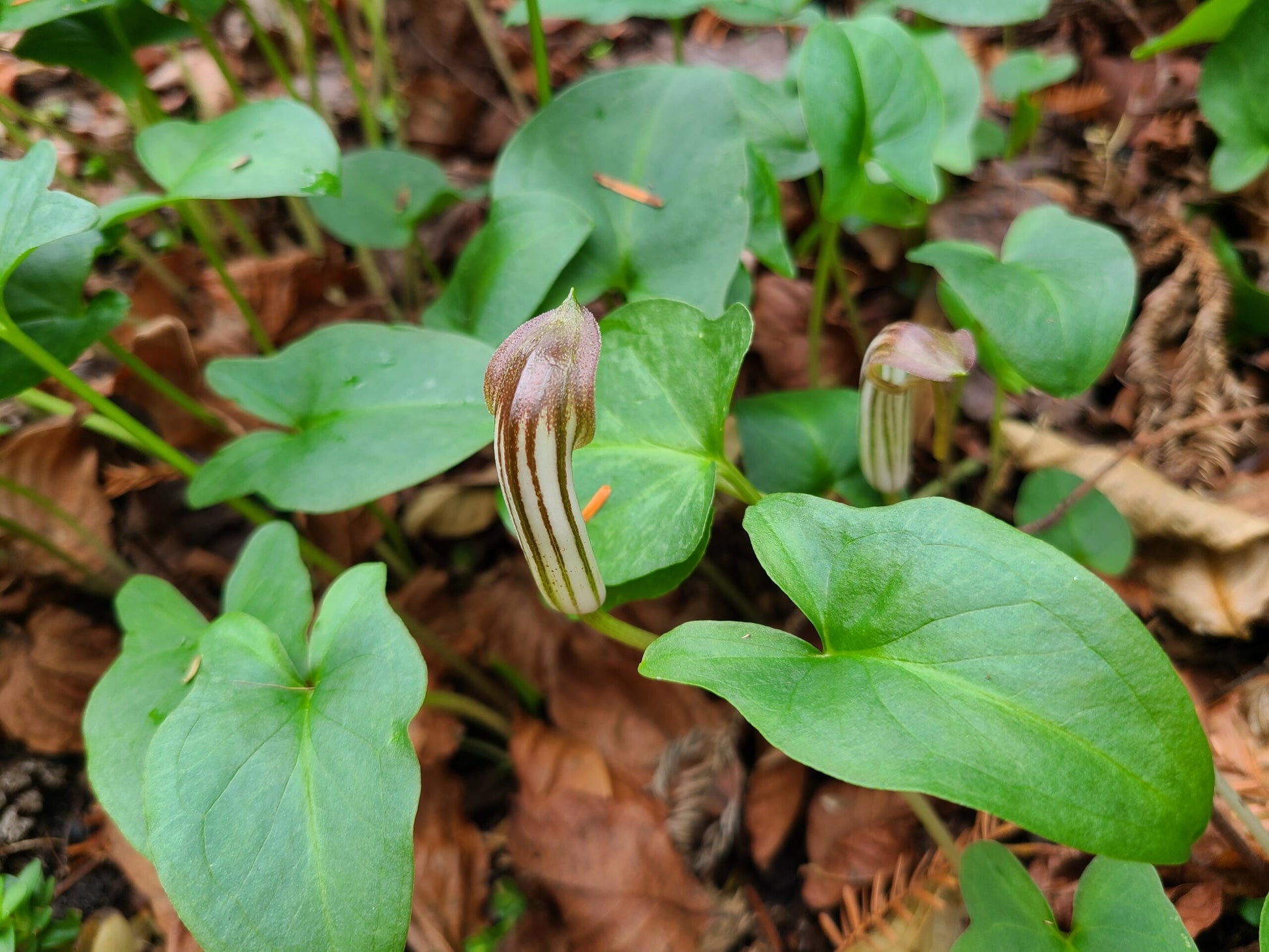 Arisarum Vulgare Samen zur Aussaat