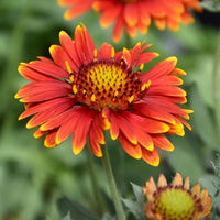 Gelb und Rot Arizona Blumensamen zur Aussaat