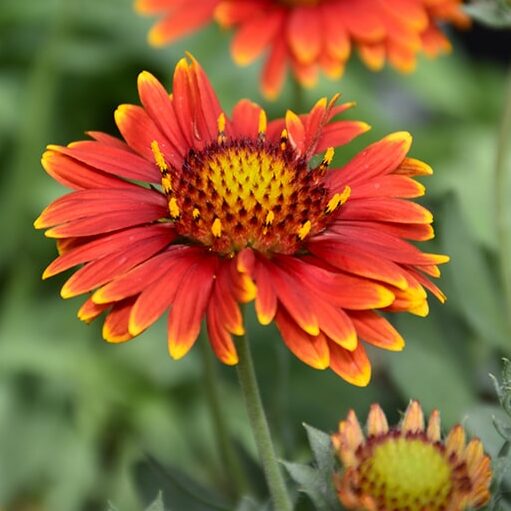 Gelb und Rot Arizona Blumensamen zur Aussaat
