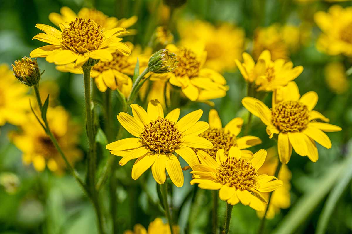 Arnica Blumensamen zur Aussaat Drought verträglich Traditionssorte & ohne Gentechnik Samen Hausgarten