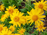 Gelb Arnica Montana Blumensamen zur Aussaat leuchtend Traditionssorte & ohne Gentechnik Samen Hausgarten