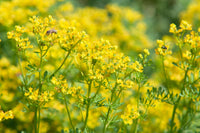 Aromatic rue shrubs for garten