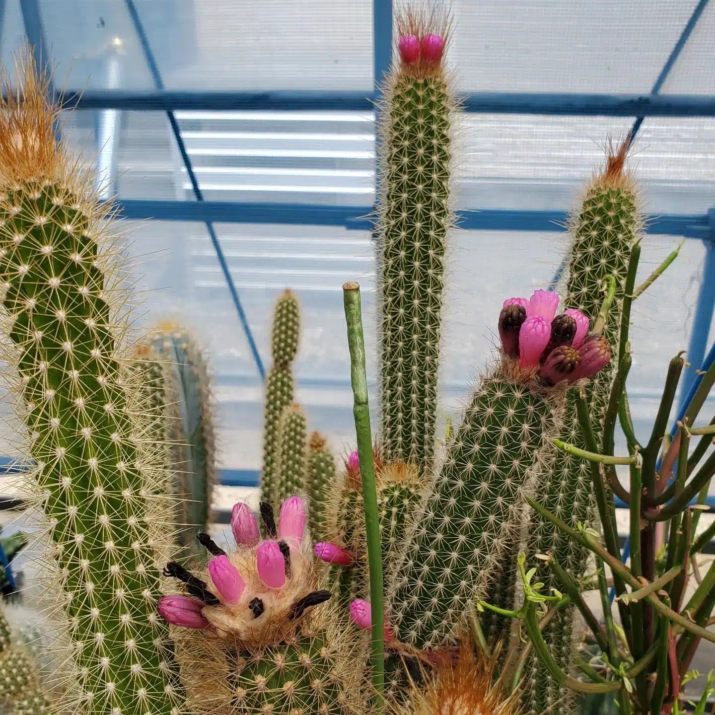 Arrojadoa penicillata indoor cactus pflanze
