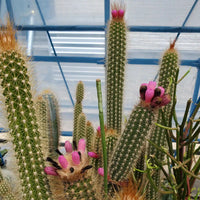 Arrojadoa penicillata indoor cactus pflanze