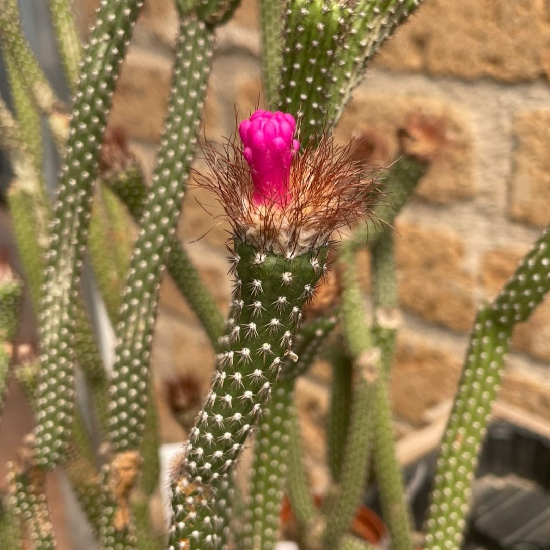 Ornamental arrojadoa penicillata cactus