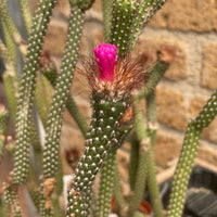 Ornamental arrojadoa penicillata cactus