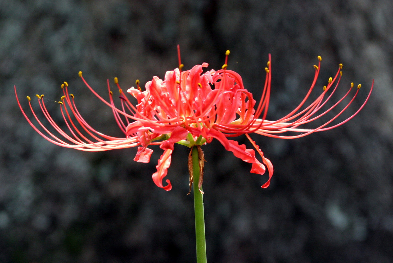 Lycoris Radiata Blumensamen zur Aussaat Halbschatten verträglich Traditionssorte & ohne Gentechnik Samen Hausgarten
