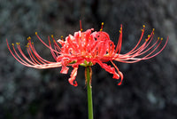 Lycoris Radiata Blumensamen zur Aussaat Halbschatten verträglich Traditionssorte & ohne Gentechnik Samen Hausgarten