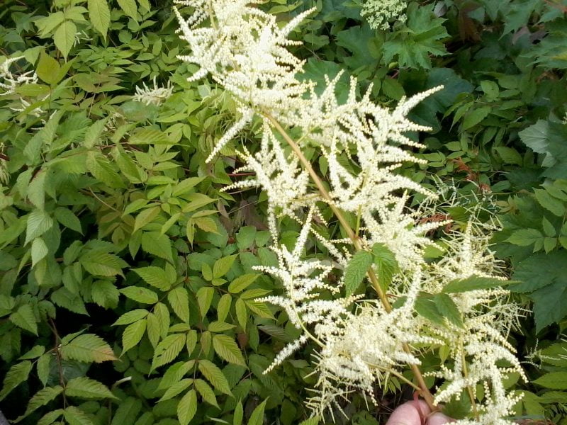 Weiß Aruncus Dioicus Blumensamen zur Aussaat – saisonal Dauerblüher – Traditionssorte & ohne Gentechnik Samen Hausgarten