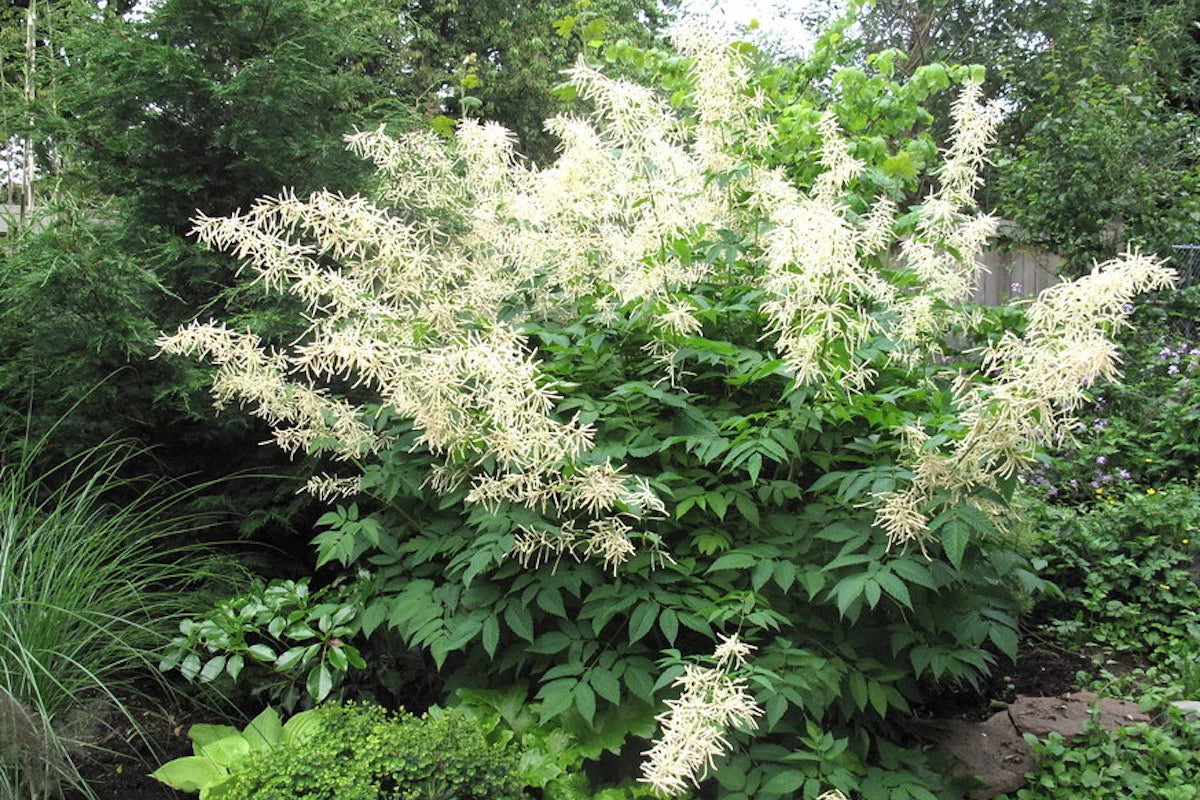 Aruncus Dioicus Blumensamen zur Aussaat lang Blüte Saison Traditionssorte & ohne Gentechnik Samen Hausgarten