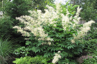 Aruncus Dioicus Blumensamen zur Aussaat lang Blüte Saison Traditionssorte & ohne Gentechnik Samen Hausgarten