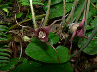 Wild Ginger Blumensamen zur Aussaat leuchtend Traditionssorte & ohne Gentechnik Samen Hausgarten