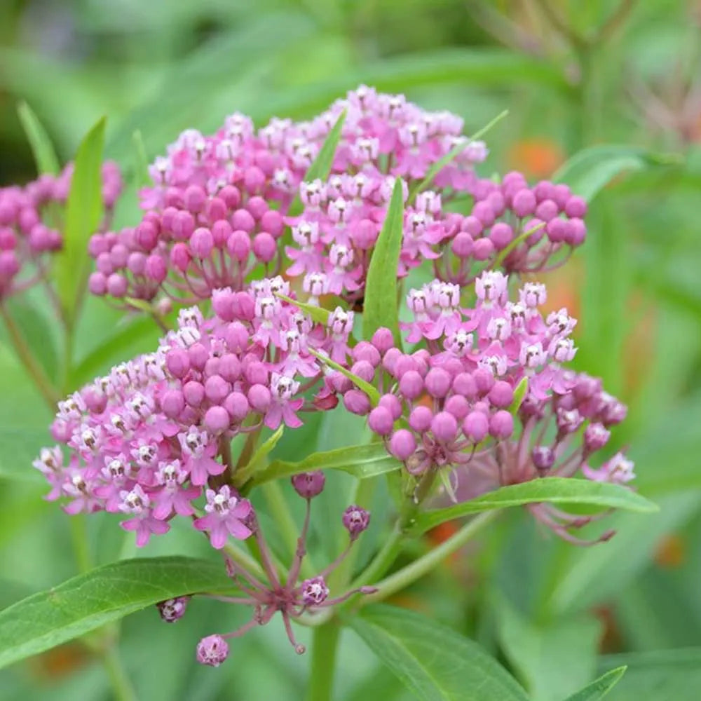 Asclepias Blumensamen zur Aussaat duftend Blüten Traditionssorte & ohne Gentechnik Samen Hausgarten