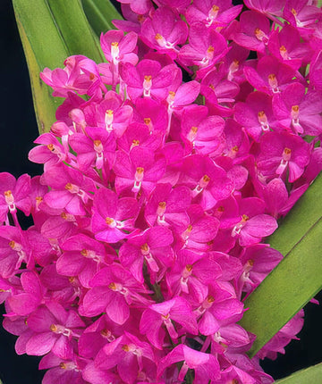 Lila Ascocentrum Ampullaceum Blumensamen zur Aussaat