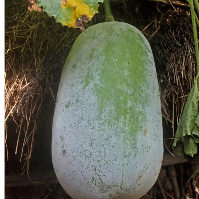 Super Groß Winter Melon Samen zum Pflanzen  Premium Gemüsesamen