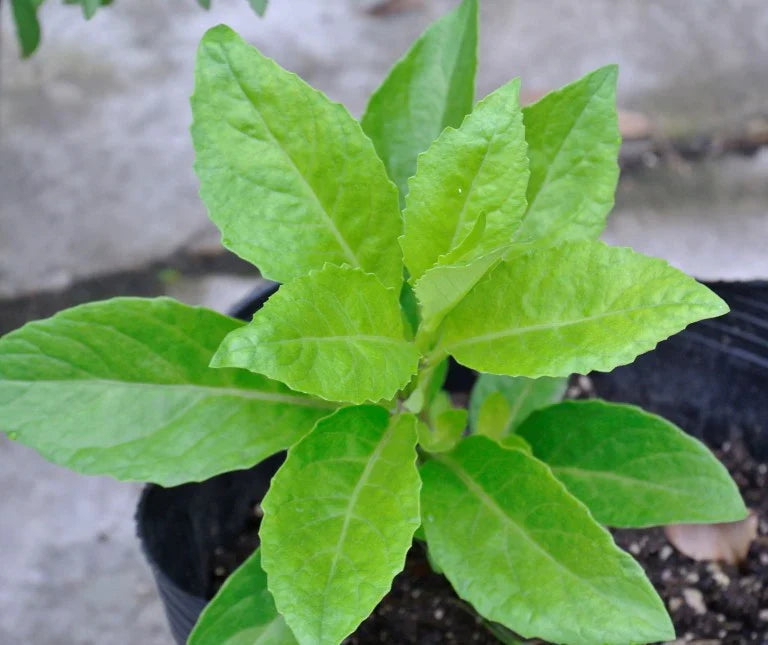 Ashitaba herbal blattreiche pflanze samen