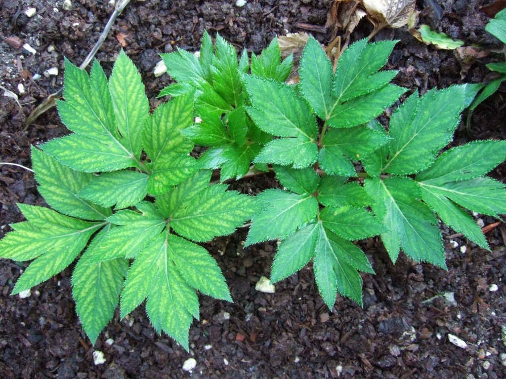 Non GMO Ashitaba Aussaat Samen