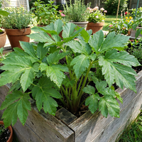 Ashitaba Samen – Kräuterpflanze (Angelica keiskei)