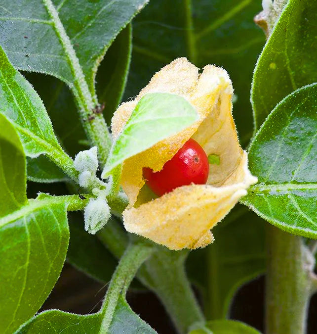 Orange Somnifera Blumensamen zur Aussaat – leuchtend Blüten – Traditionssorte & ohne Gentechnik Samen Hausgarten