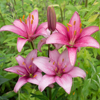 Rosa Lilium Blumensamen Landhaus Garten wichtig Traditionssorte & ohne Gentechnik Samen Hausgarten