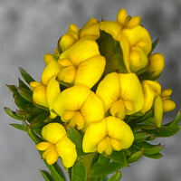 Aspalathus Blumensamen zur Aussaat – duftend Blüten – Traditionssorte & ohne Gentechnik Samen Hausgarten