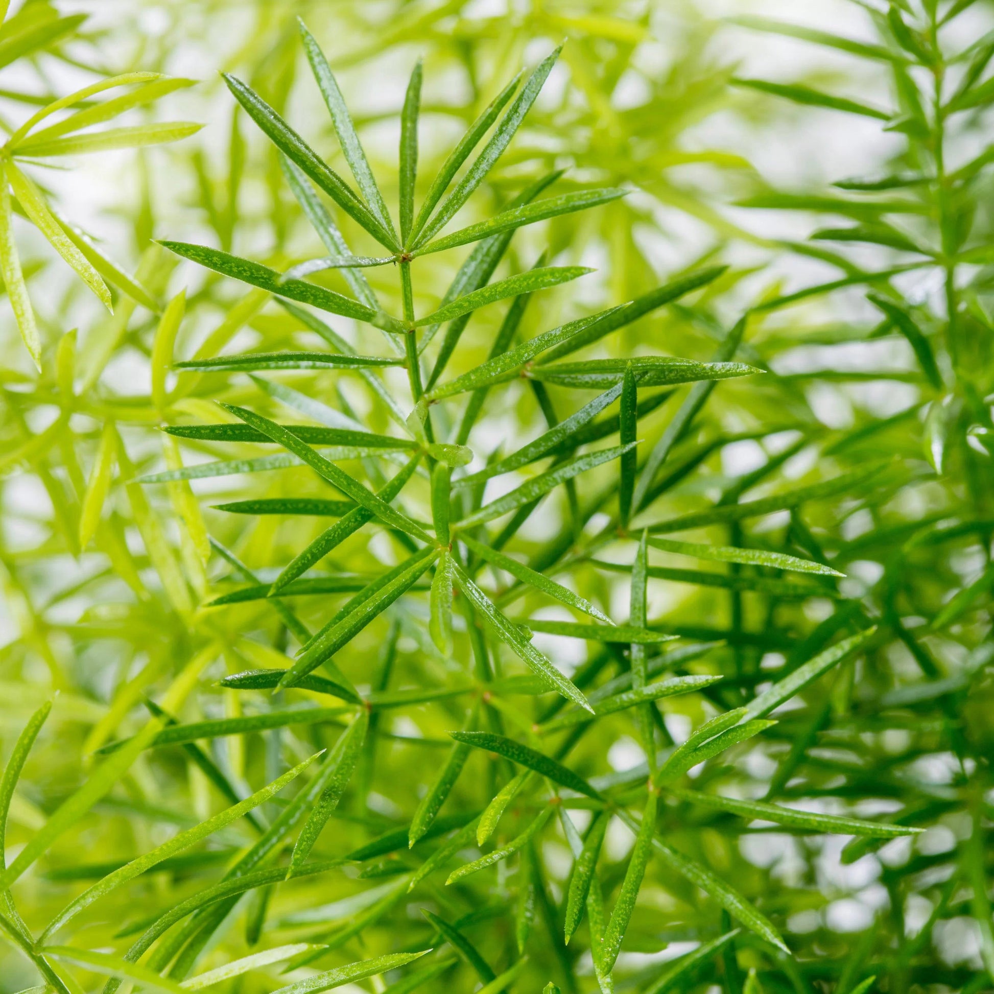Myriocladus Blumensamen zur Aussaat Drought verträglich Traditionssorte & ohne Gentechnik Samen Hausgarten