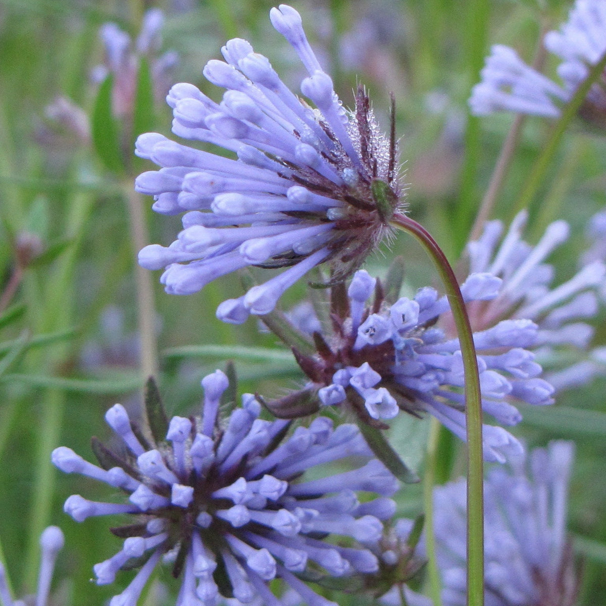 Blau woodruff blume samen for anpflanzung - wildflower mix, heirloom & gmo free samen for home garten
 
 sale for anpflanzung in home garten