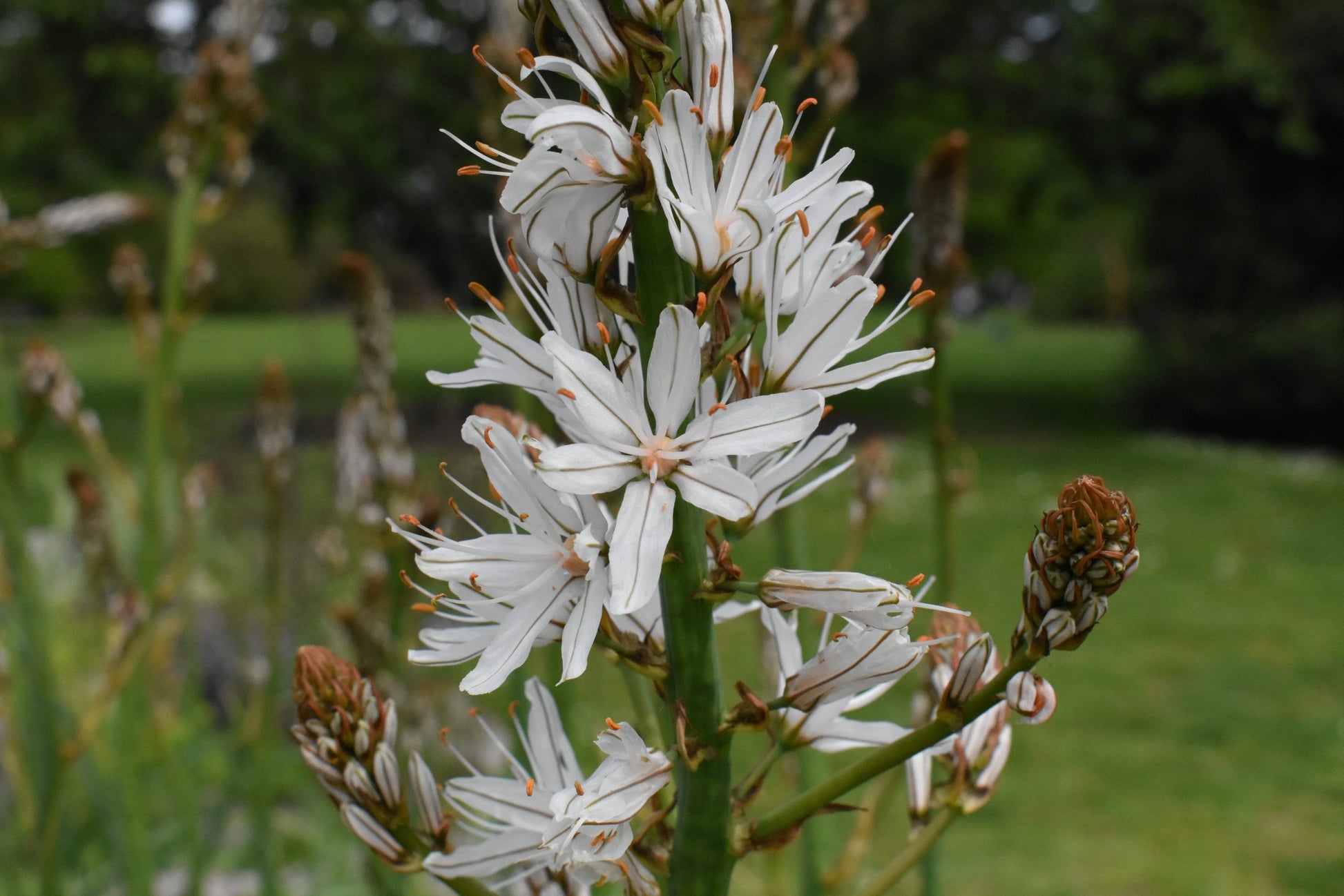 Traditionssorte Asphodelus Albus Blumensamen zur Aussaat Bestäuber freundlich Traditionssorte & ohne Gentechnik Samen Hausgarten