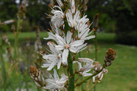 Traditionssorte Asphodelus Albus Blumensamen zur Aussaat Bestäuber freundlich Traditionssorte & ohne Gentechnik Samen Hausgarten