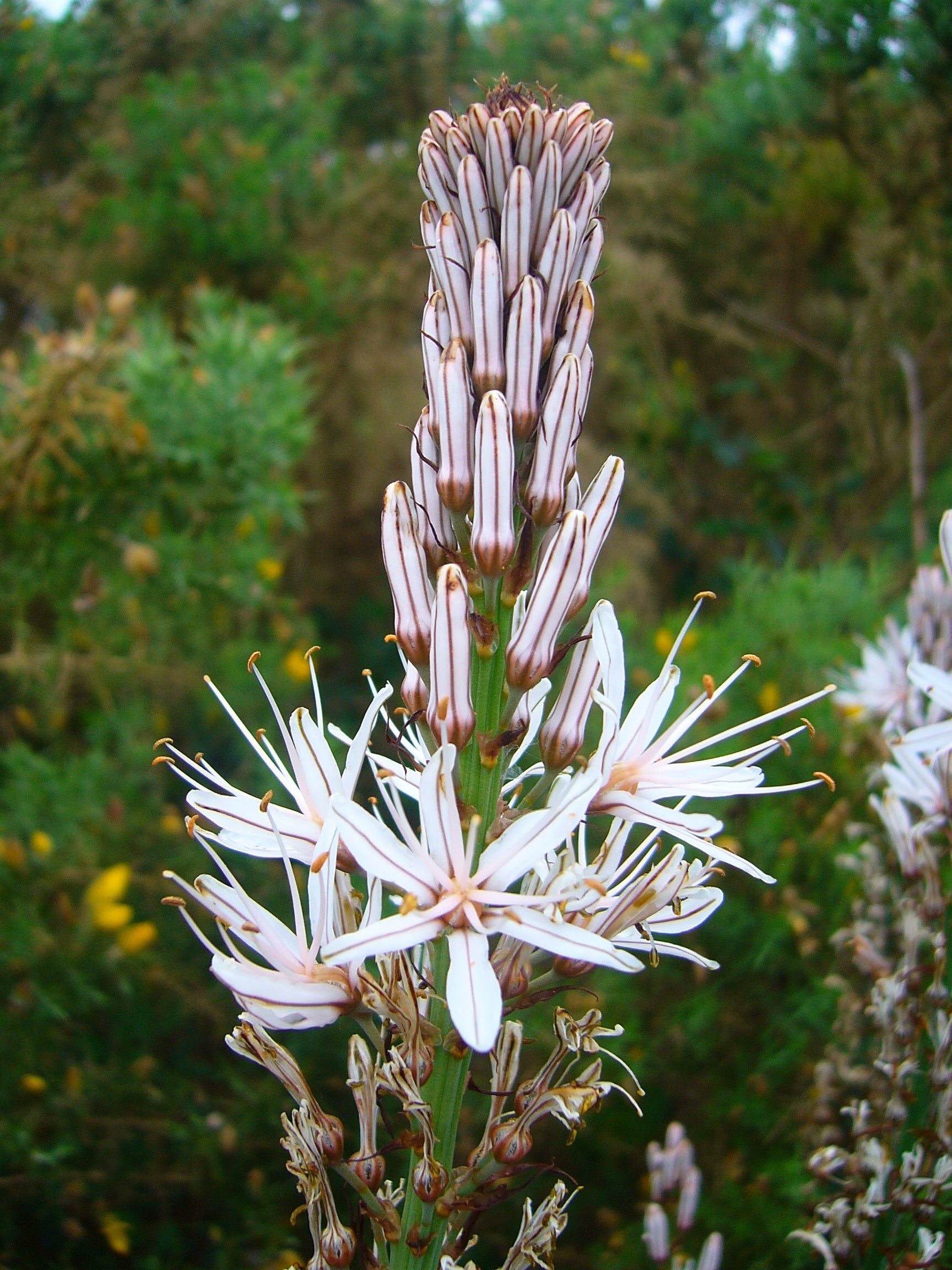 Traditionssorte Asphodelus Albus Blumensamen zur Aussaat Bestäuber freundlich Traditionssorte & ohne Gentechnik Samen Hausgarten