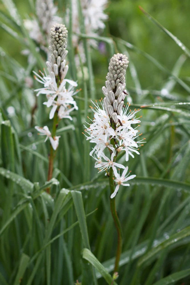 Traditionssorte Asphodelus Albus Blumensamen zur Aussaat Bestäuber freundlich Traditionssorte & ohne Gentechnik Samen Hausgarten
