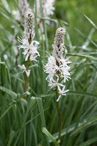 Traditionssorte Asphodelus Albus Blumensamen zur Aussaat Bestäuber freundlich Traditionssorte & ohne Gentechnik Samen Hausgarten