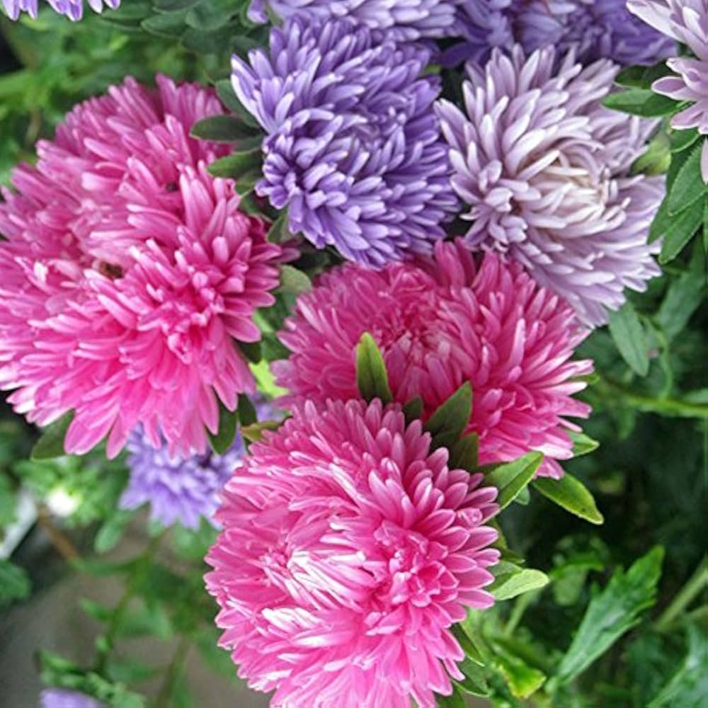 Giant aster flowering samen for gardens