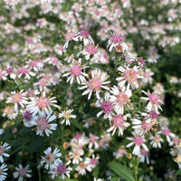 Rosa Weiß Lateriflorus Blumensamen Garten Aussaat