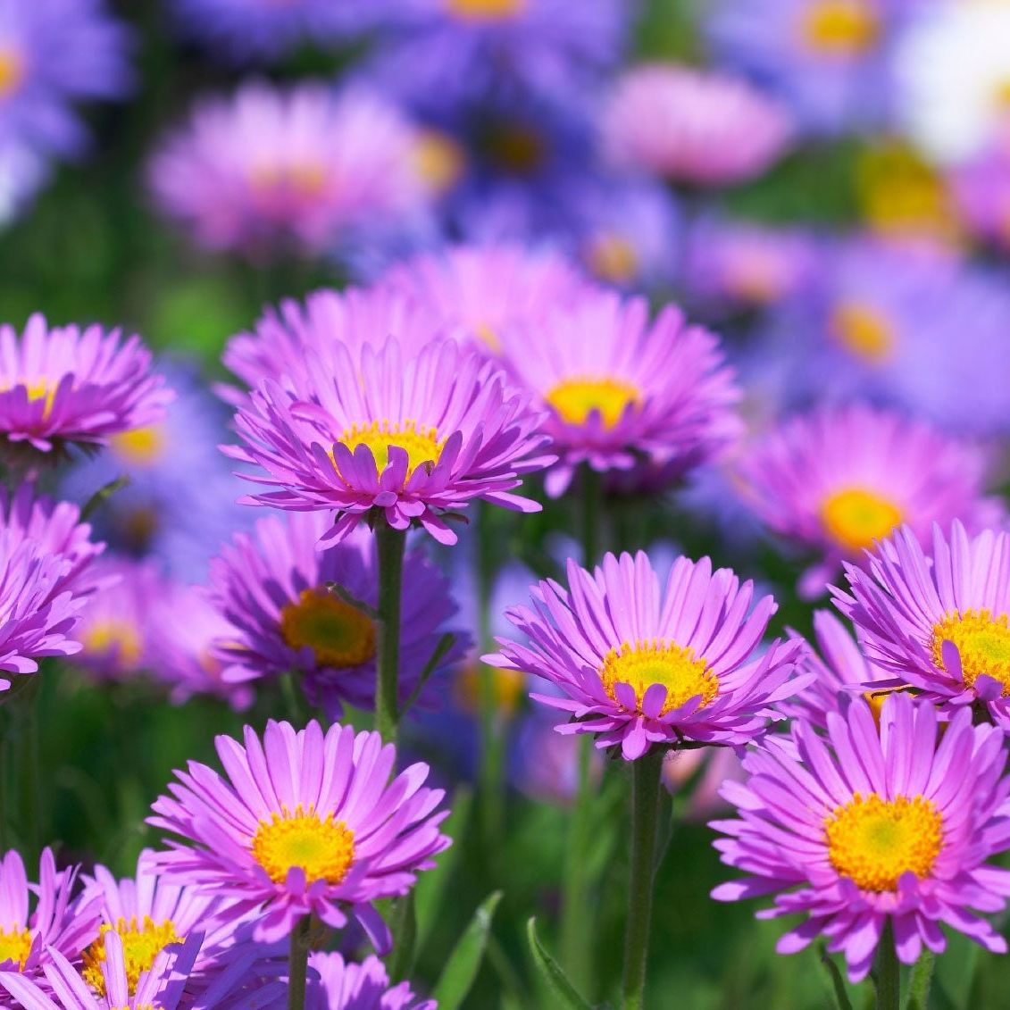 Ornamental lavender aster samen for landscapes