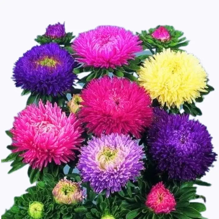 Non gmo giant aster samen
