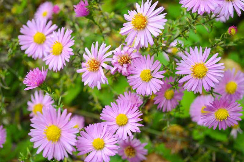 Traditionssorte Aster Blumensamen zur Aussaat Wildblume Mischung Traditionssorte & ohne Gentechnik Samen Hausgarten