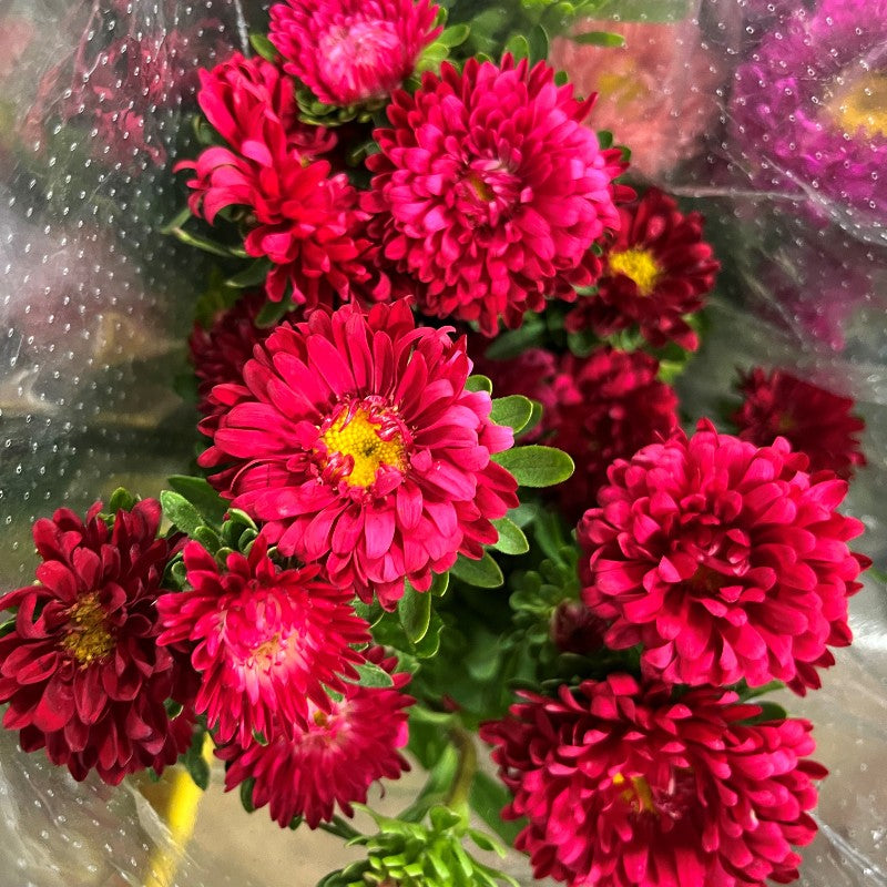 Weiß maroon aster blume samen for anpflanzung