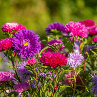 Weiß Kastanienrot Aster Blumensamen zur Aussaat Bestäuber freundlich Traditionssorte & ohne Gentechnik Samen Hausgarten
