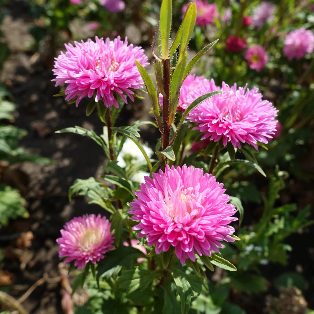 selten Rosa Chrysantheme Blumensamen zur Aussaat – Drought verträglich – Traditionssorte & ohne Gentechnik Samen Hausgarten