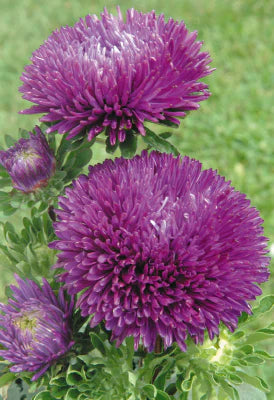 Lavendel Aster Blumensamen zur Aussaat – Garten beliebt – Traditionssorte & ohne Gentechnik Samen Hausgarten