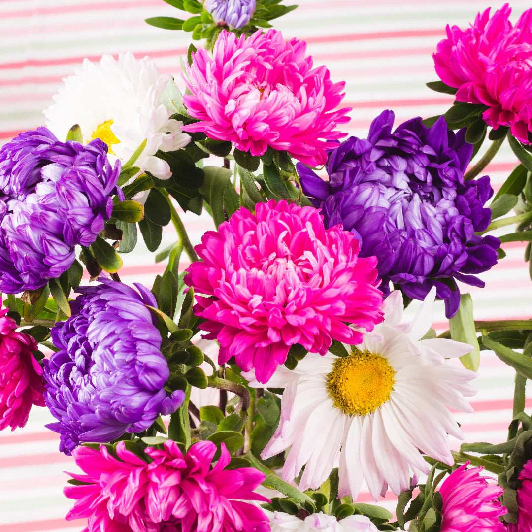 Gemischt Asters Blumensamen zur Aussaat – duftend Blüten – Traditionssorte & ohne Gentechnik Samen Hausgarten