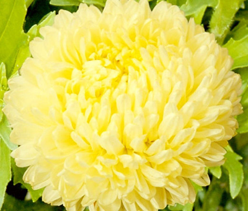Gelb chinese aster blume samen for bright gelb blooms