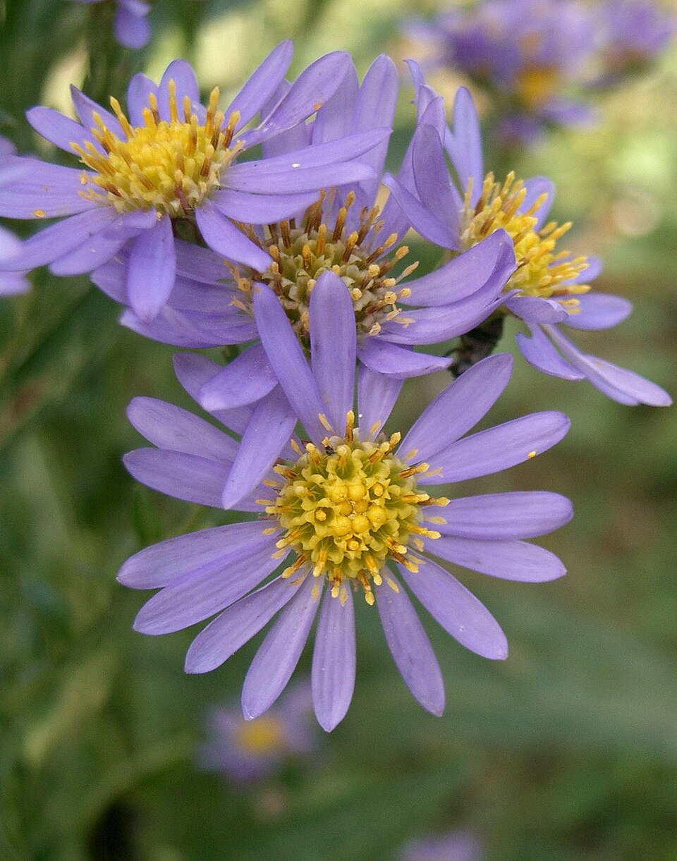 Blau Tataricus Blumensamen zur Aussaat – Halbschatten verträglich – Traditionssorte & ohne Gentechnik Samen Hausgarten