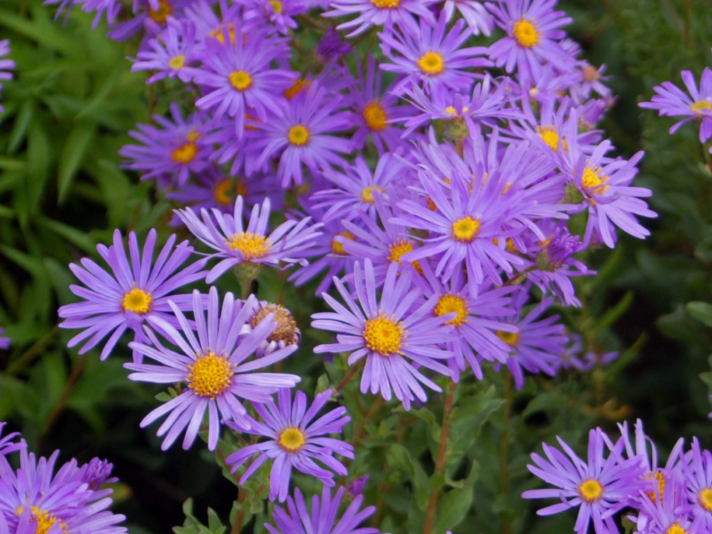 Lila Aster Novae Angliae Samen mehrjährig Aussaat