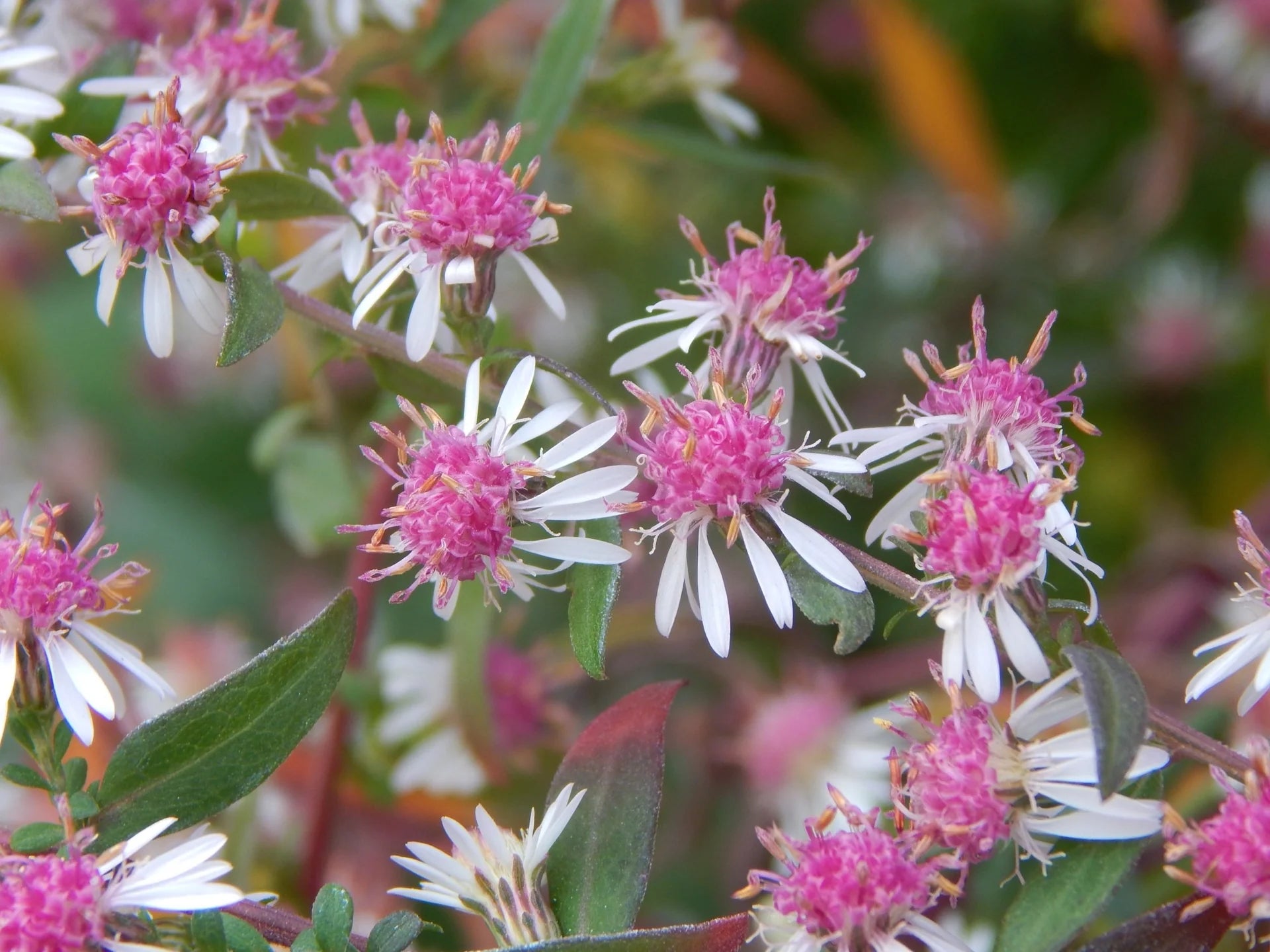Rosa Weiß Lateriflorus Blumensamen zur Aussaat – leuchtend Blüten – Traditionssorte & ohne Gentechnik Samen Hausgarten
